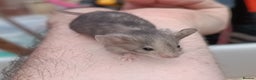 Mouse rodents for sale: Calm and friendly mice available  - Advert 6