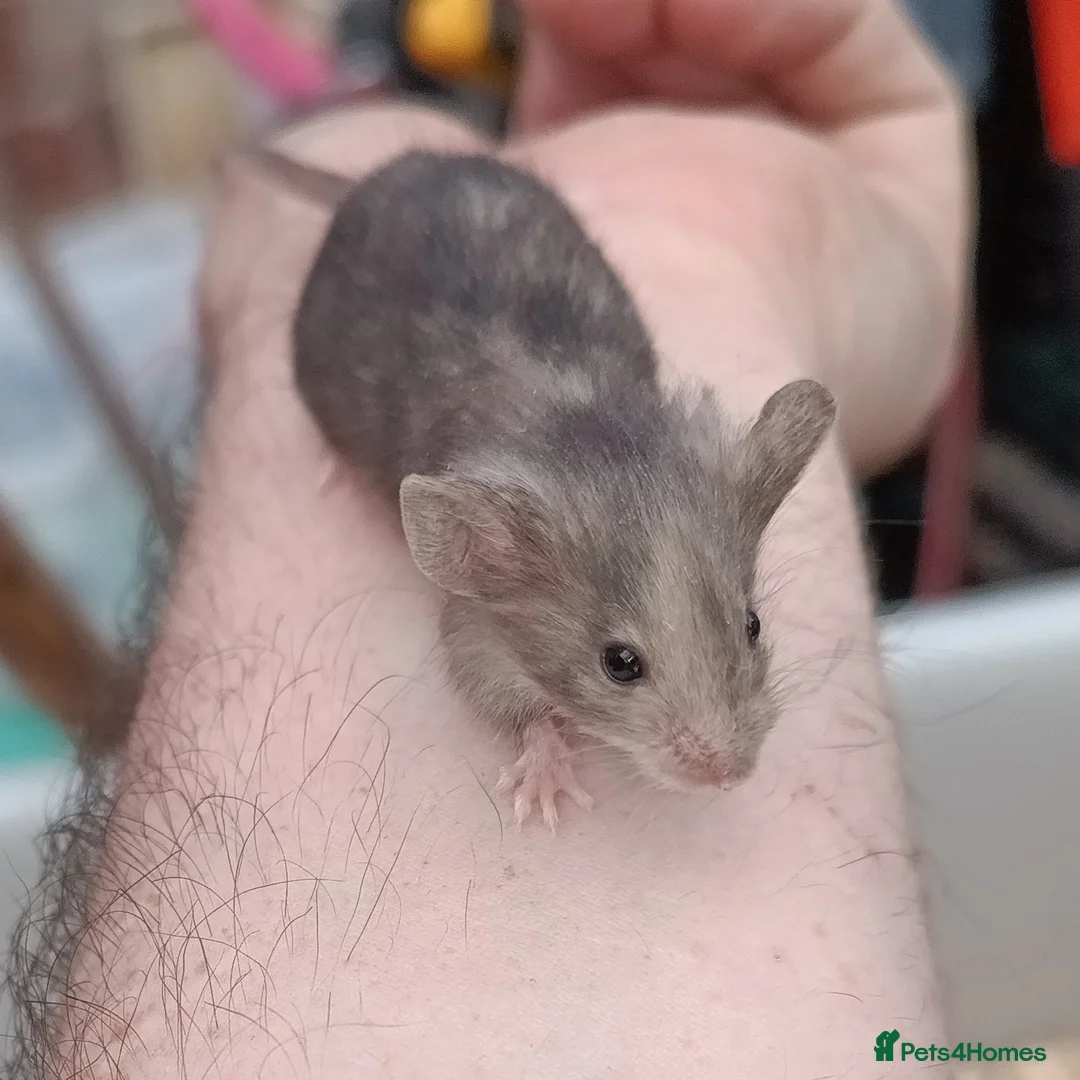 Mouse rodents for sale: Calm and friendly mice available  - Advert 6
