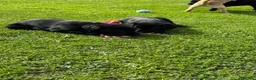 Labrador Retriever dogs for sale: Superb Working Labrador Puppies - Advert 11