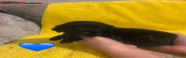 Sprocker 2