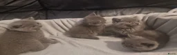 British Shorthair cats for sale: British shorthair kittens  - Advert 4