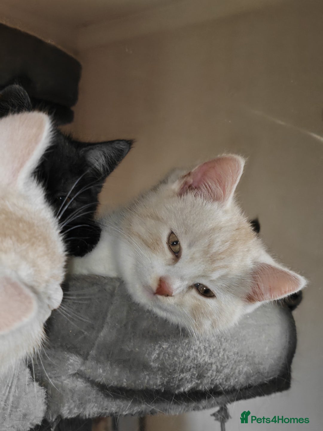 Mixed Breed cats for sale: British Shorthair Mix kittens - Ready Now - Advert 24