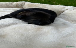 German Shepherd dogs for sale: German Shepherd's from DDR and Czech bloodlines.  - Image 22