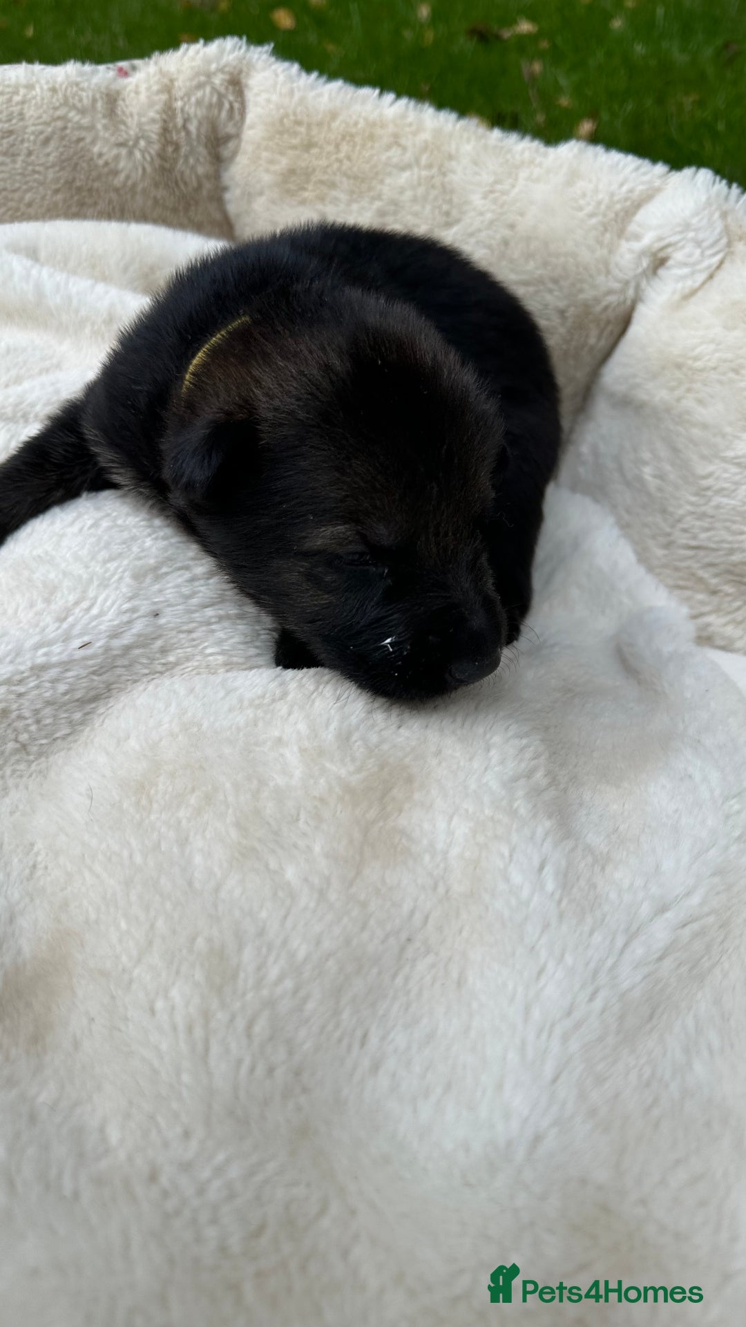 German Shepherd dogs for sale: German Shepherd's from DDR and Czech bloodlines.  - Image 22