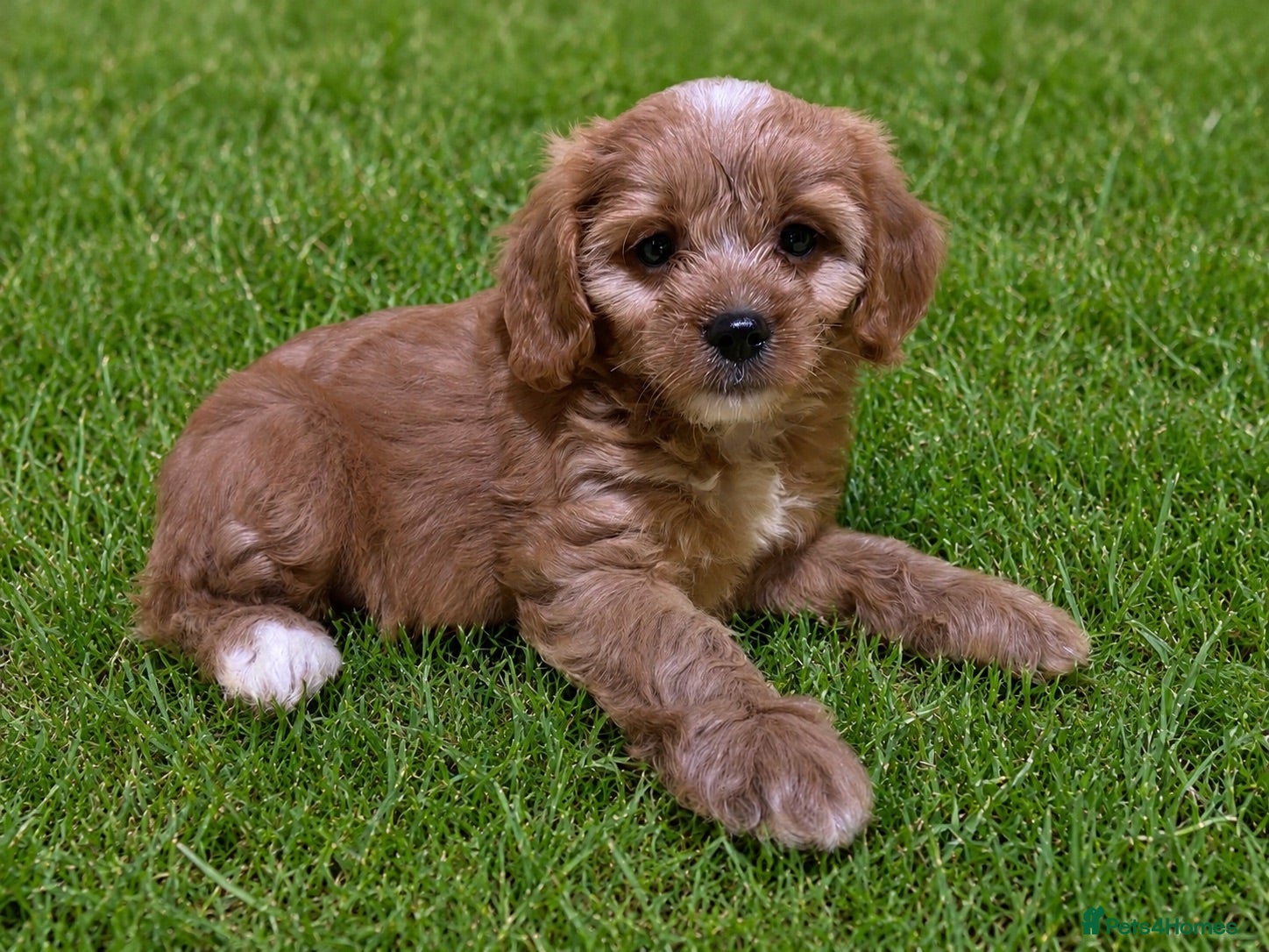 Cavapoo dogs Cavapoos f1 Health tested  - Advert 2