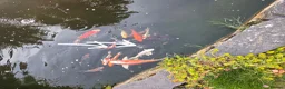 Koi Carp fish for sale: Koi carp  - Advert 2