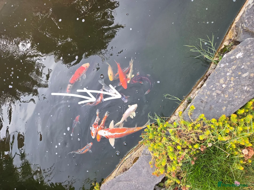 Koi Carp fish for sale: Koi carp  - Advert 2