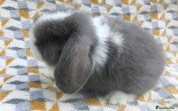 Mini Lop rabbits for sale: Beautiful mini lops for sale  - Image 6