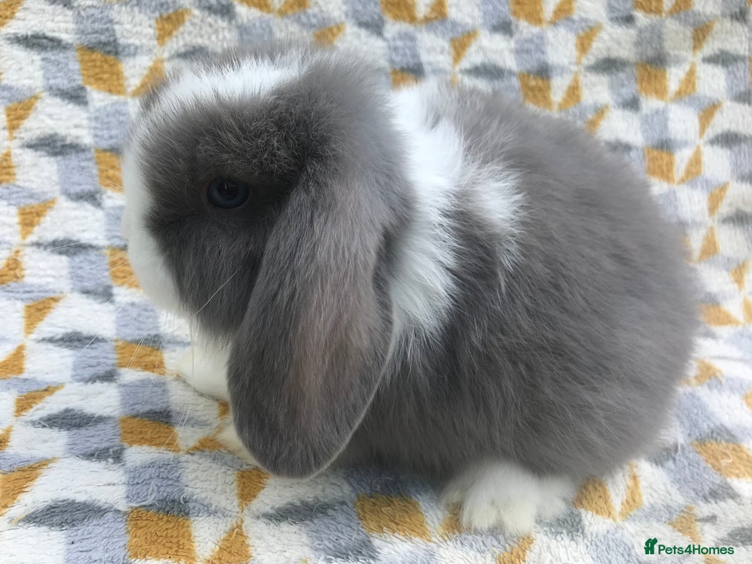 Mini Lop rabbits for sale: Beautiful mini lops for sale  - Image 6
