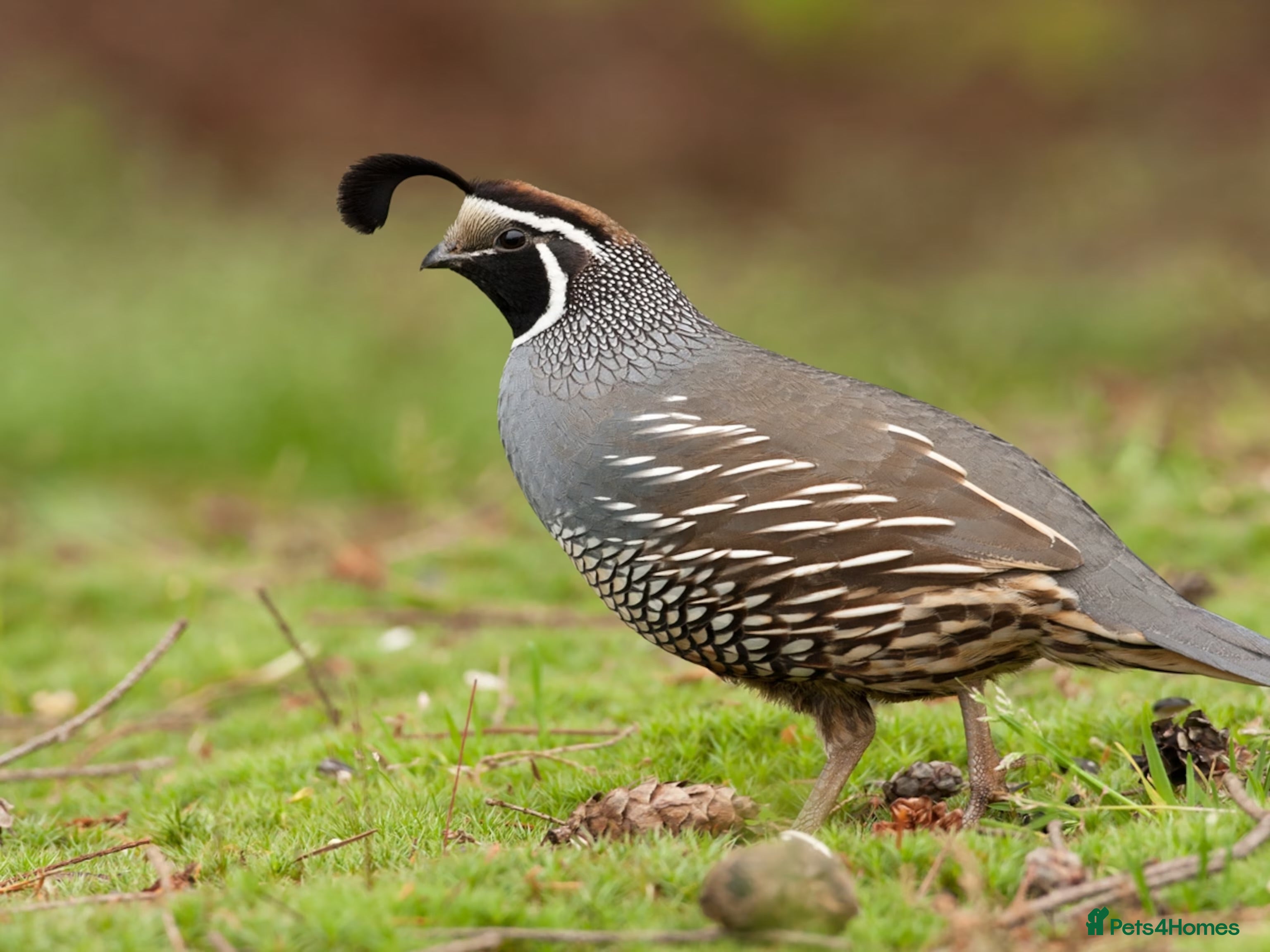 Quail poultry 12 x California Quail Hatching Eggs - Advert 2