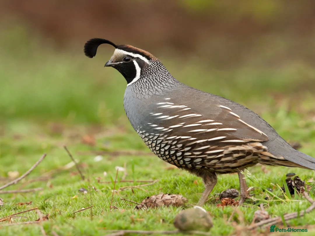 Quail poultry for sale: 12 x California Quail Hatching Eggs - Advert 1