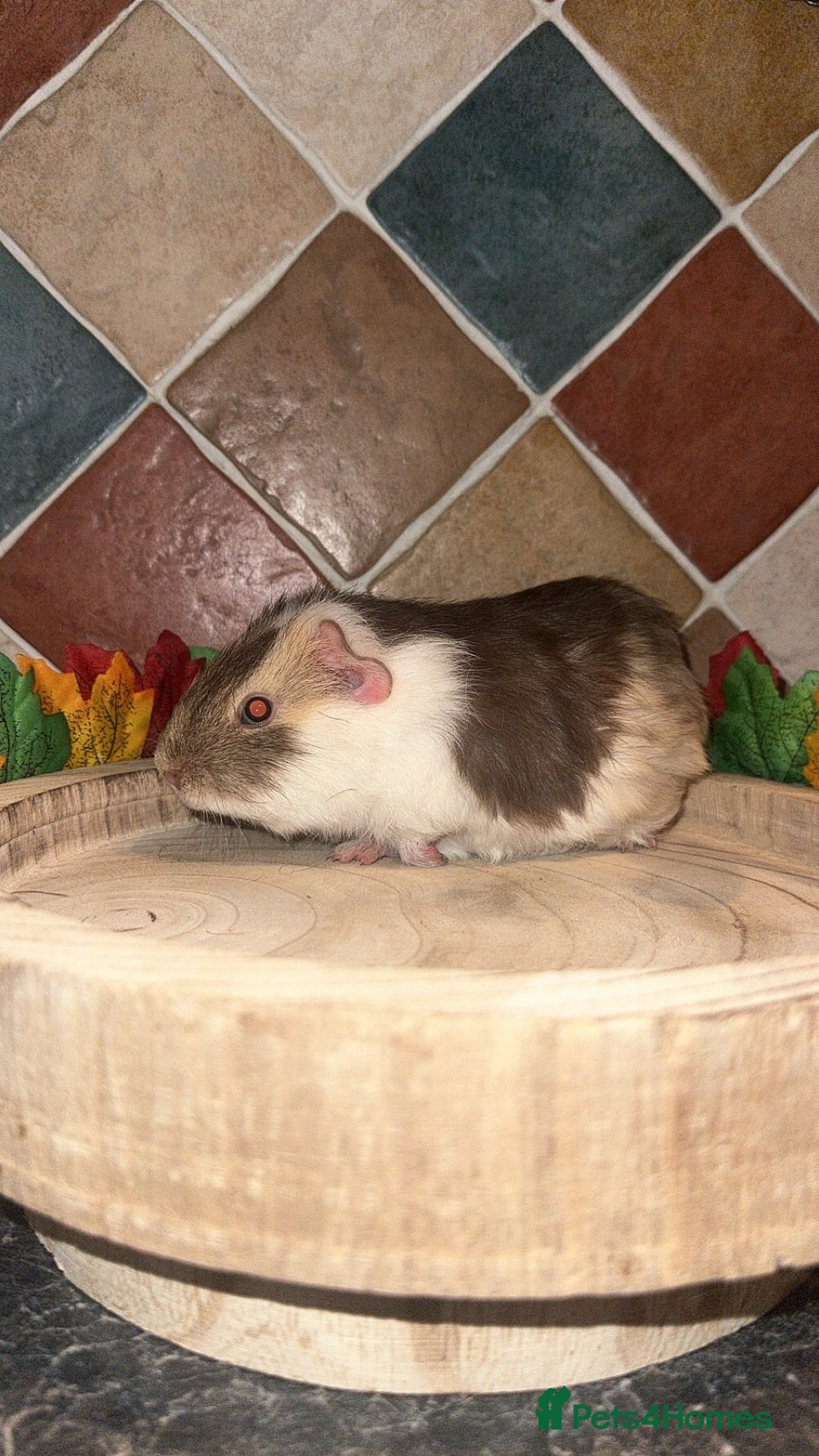 Guinea Pig rodents for sale: Baby guinea pigs  - Advert 6