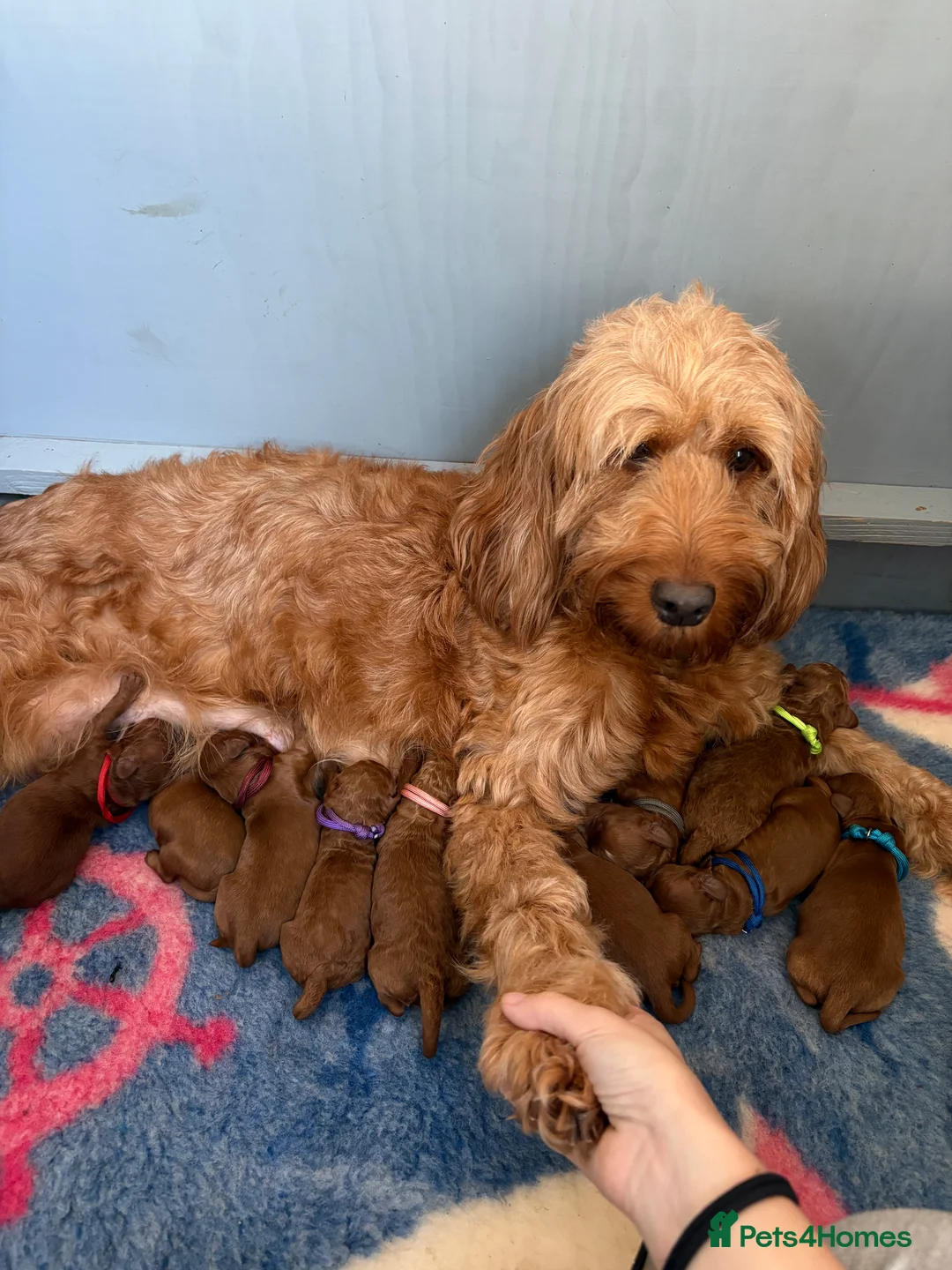 Irish Doodle dogs for sale: Irish doodle puppes - Advert 1