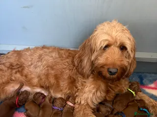 Irish Doodle dogs Irish doodle puppes - Advert 10