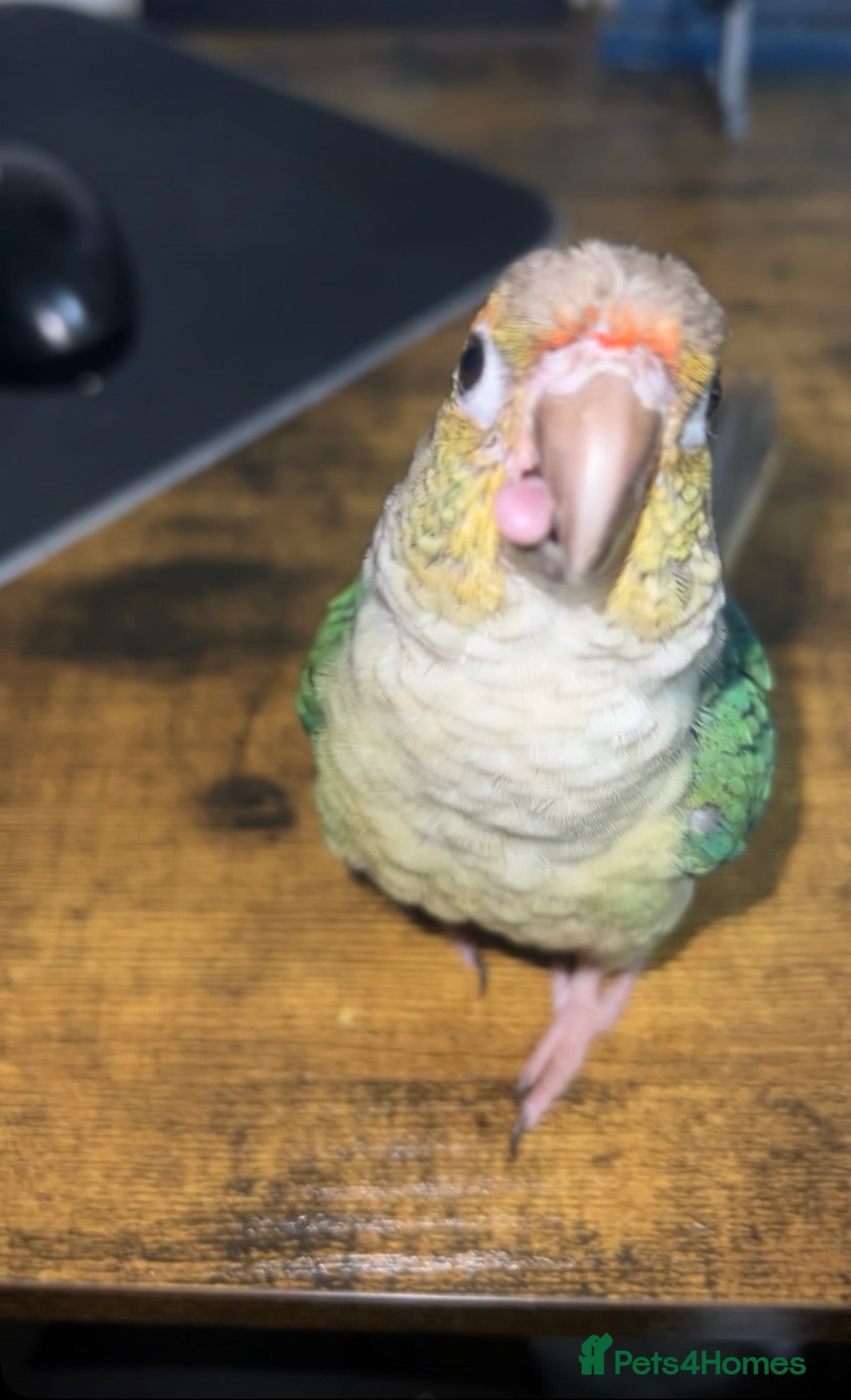 Conures birds Baby hand reared green cheek conure - Advert 3