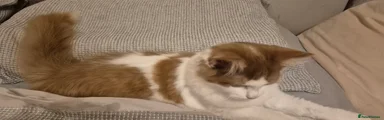 Long hair boy 