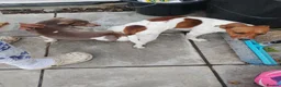 Jack Russell dogs for sale: Beautiful jack Russell puppies  in Bridgwater - Advert 25