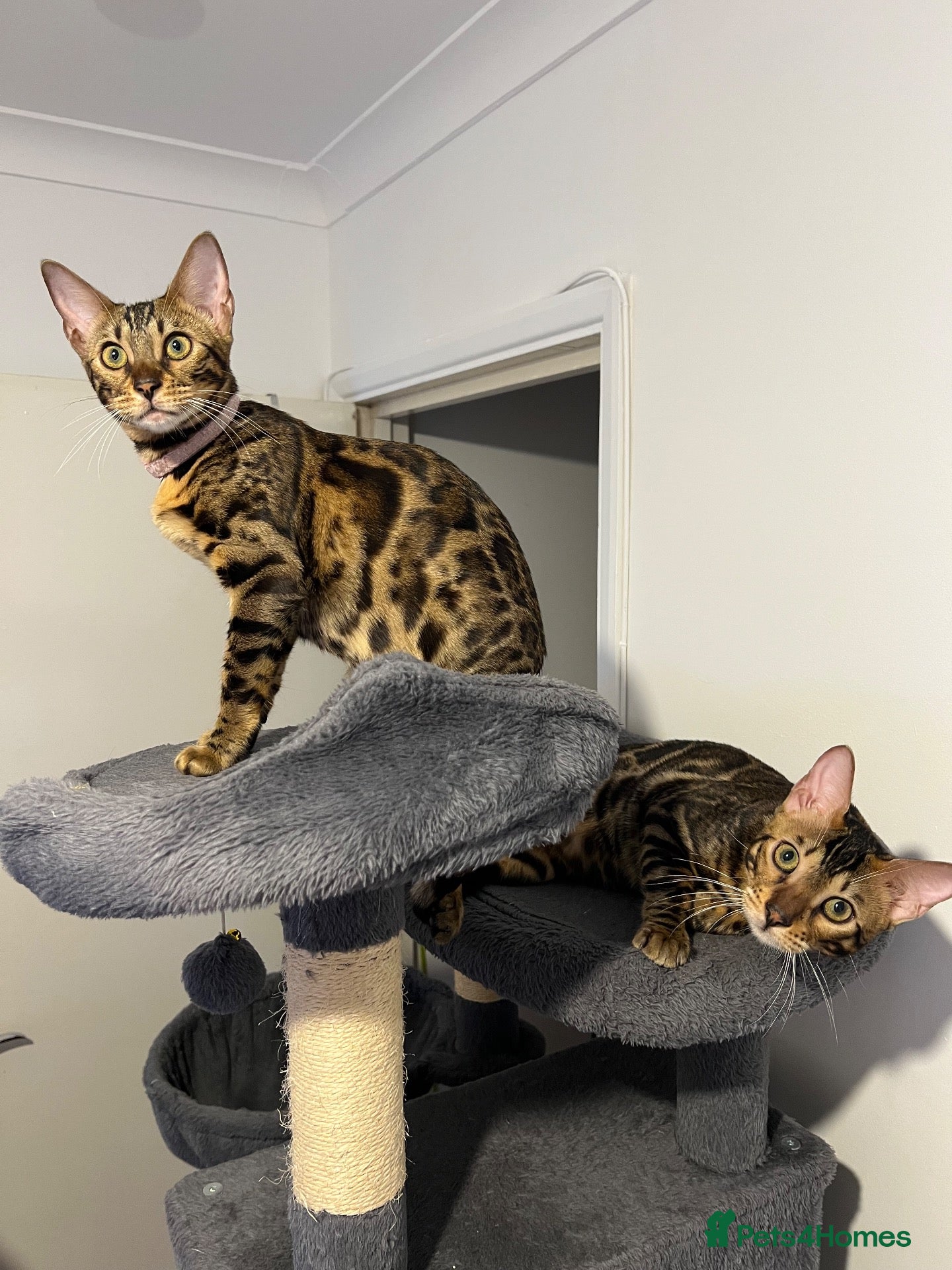 Bengal cats for sale: TICA PURE BREED BENGAL READY TO GO - Advert 1