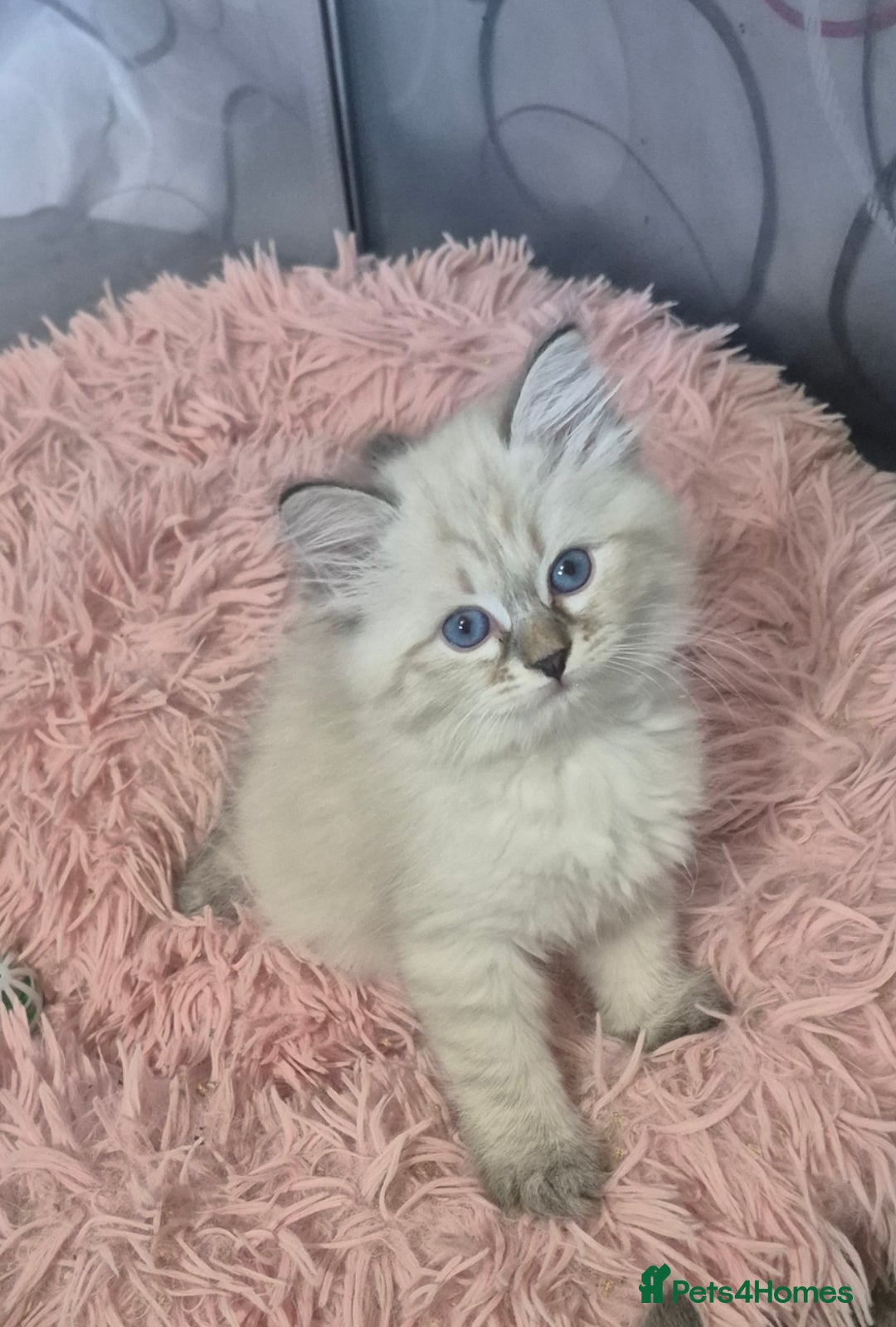 Siberian cats for sale: Pedigree Neva Masqurade/kittens - Image 5
