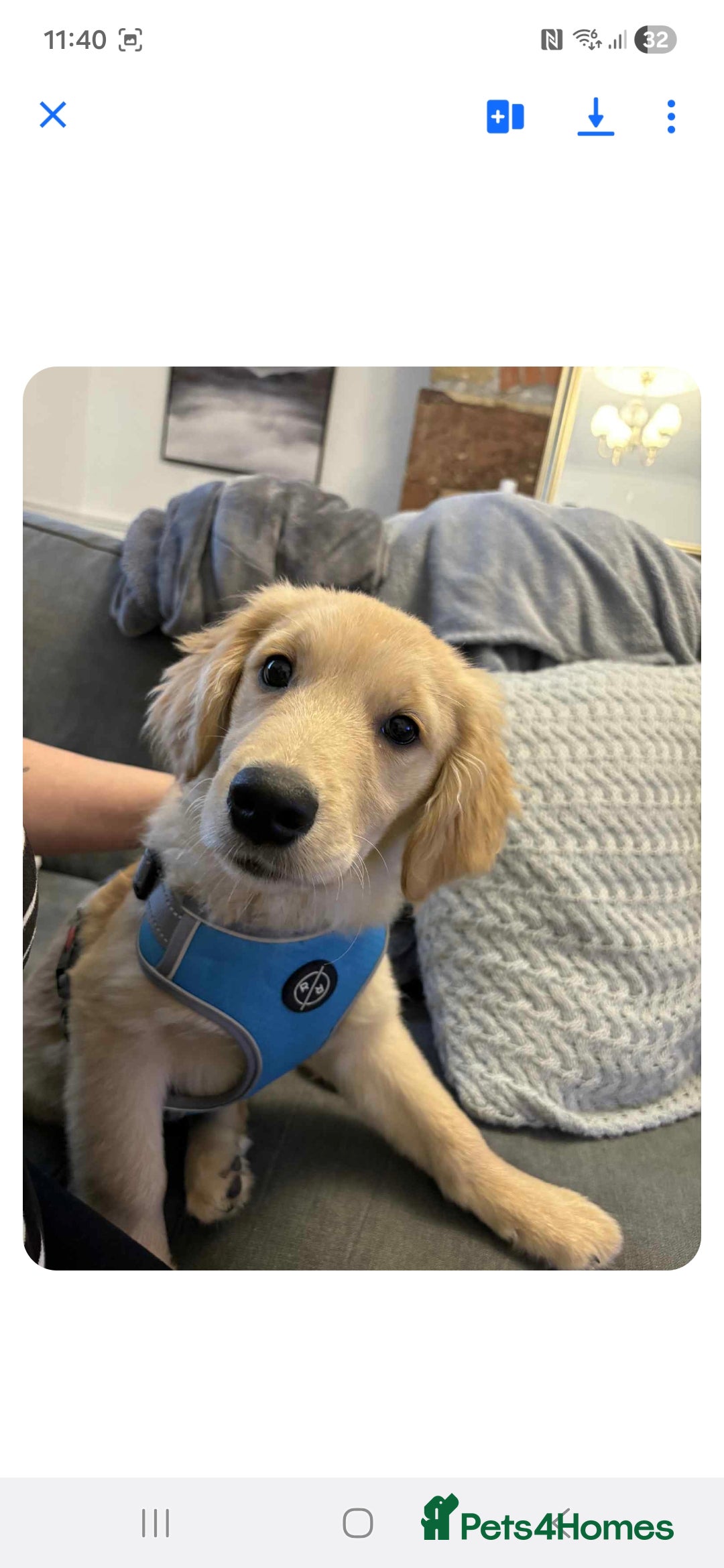 Golden Retriever dogs for sale: Max golden retriever - Advert 3