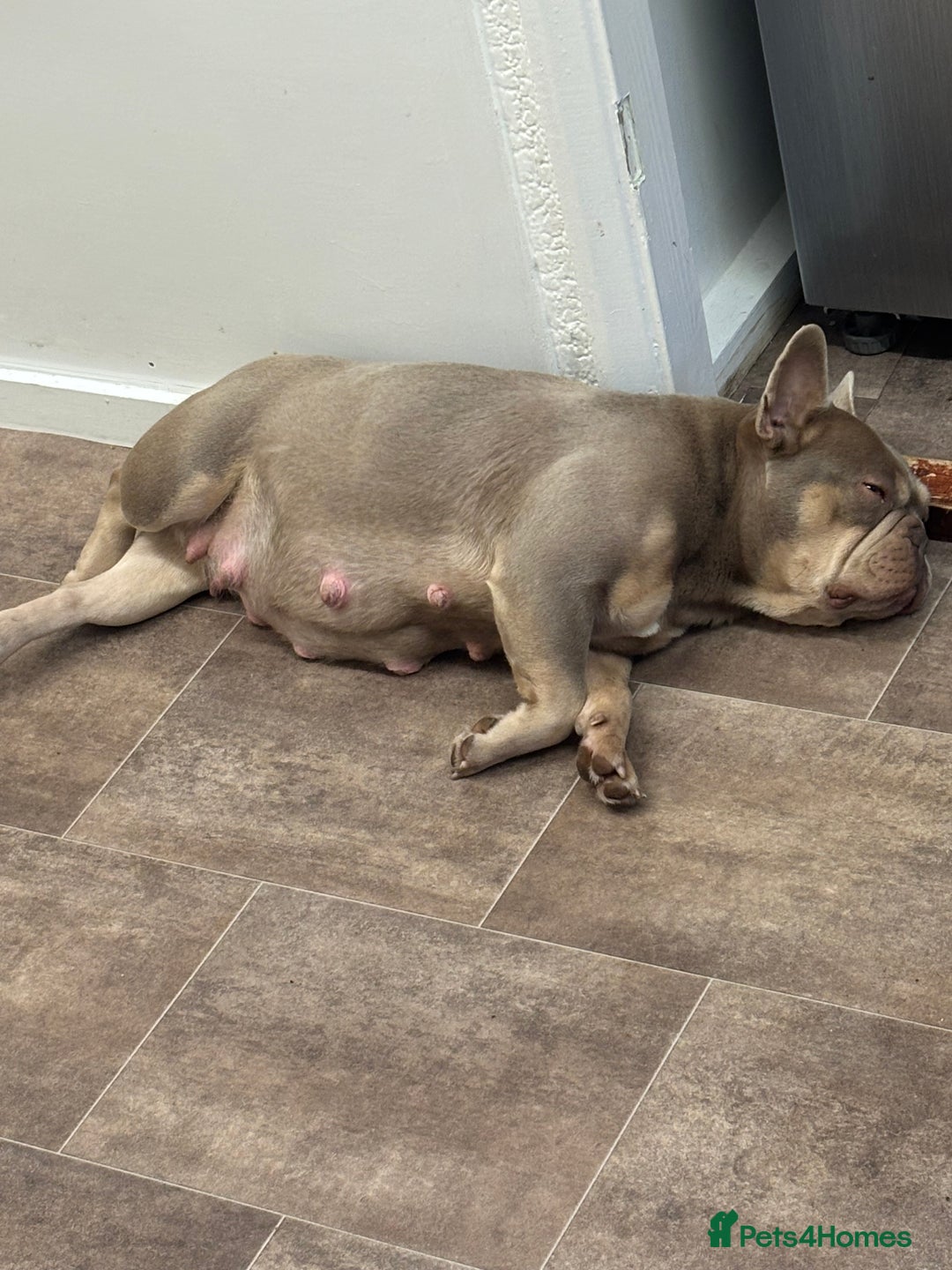 French Bulldog dogs for sale: French bull dog puppies due any day  - Advert 2