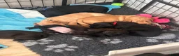 Labrador Retriever dogs for sale: 7 Labrador puppies available. 2 boys, 5 girls.  - Advert 25