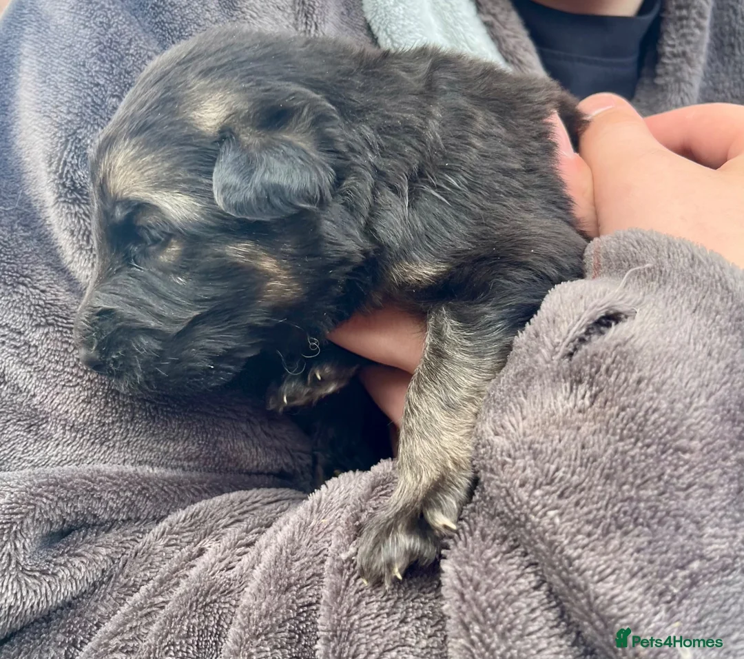 German Shepherd dogs for sale: KC Registered Longcoat German Shepherd pups  - Advert 16