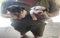 Jack Russell dogs for sale: Jack russel puppies - Image 2