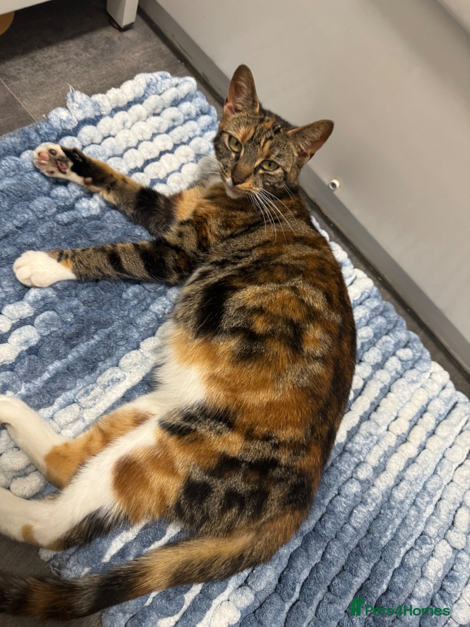 Mixed Breed cats Kittens for sale  - Advert 2