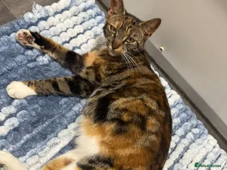 Mixed Breed cats Kittens for sale - Advert 4