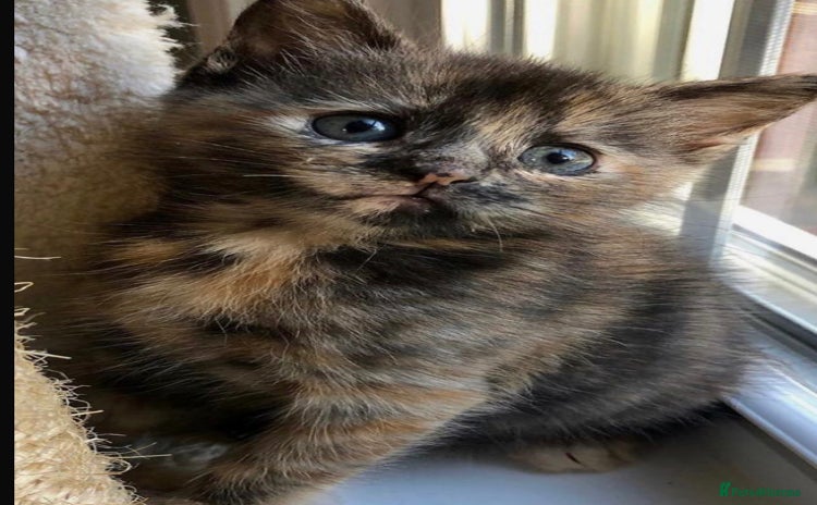 Mixed Breed cats - Advert 10