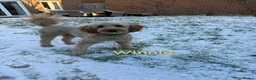 Mixed Breed dogs for sale: 🐾 Australian Double Doodle Puppies Expected 🐾 - Advert 5