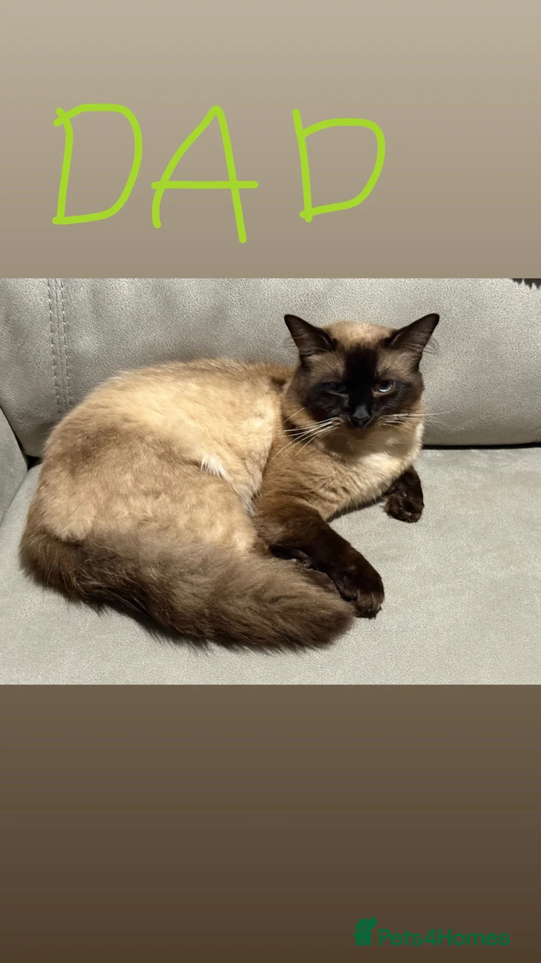 Siamese cats for sale: Female Siamese kitten in Chatham - Advert 5
