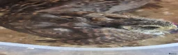 Quail poultry for sale: Button Quail  - Advert 7