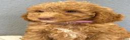 Cockapoo dogs for sale: F1B Cockapoo puppies in Carluke - Advert 5
