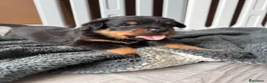 Rottweiler 2
