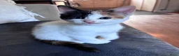 Mixed Breed cats for sale: Beautiful kittens for sale in Horsham - Advert 6