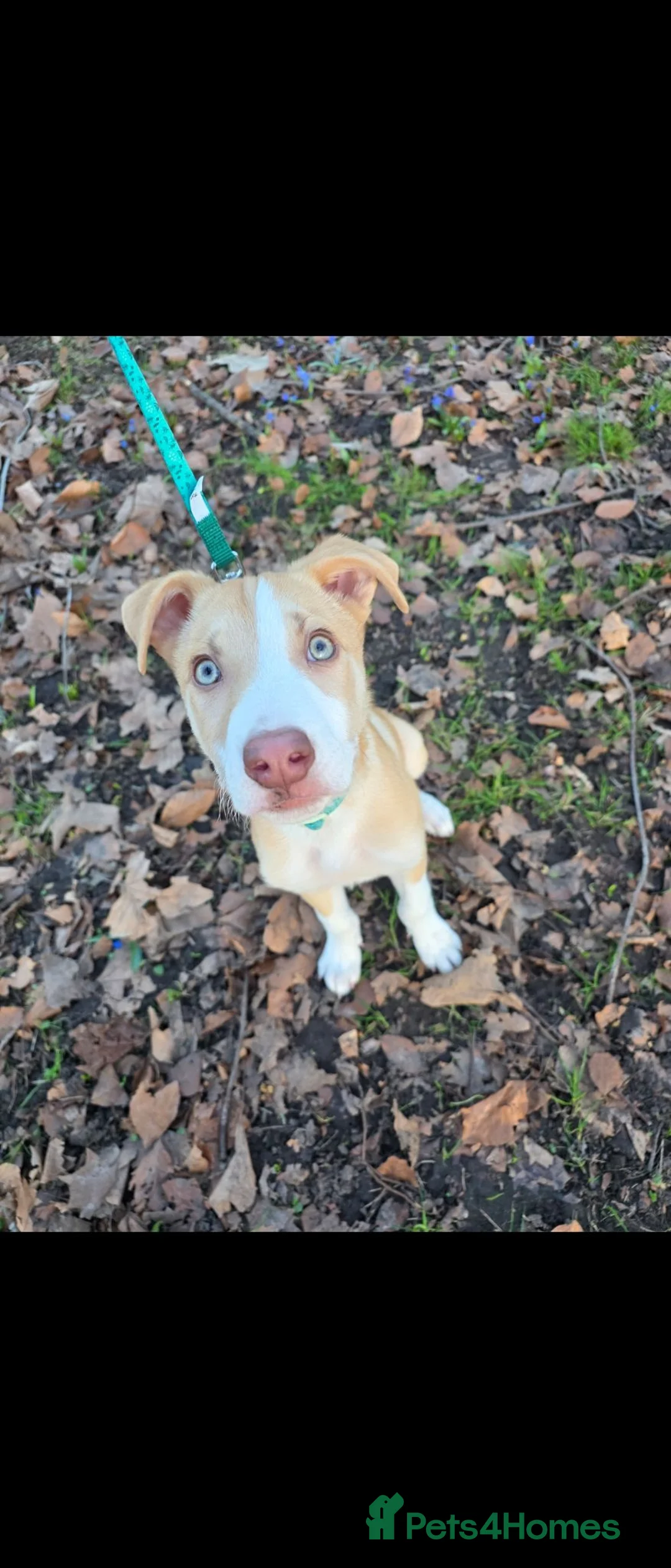 Border Collie dogs for sale: Milo  in Coventry - Advert 2