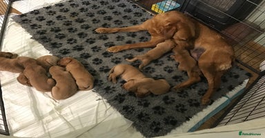 Labrador Retriever dogs - Advert 8