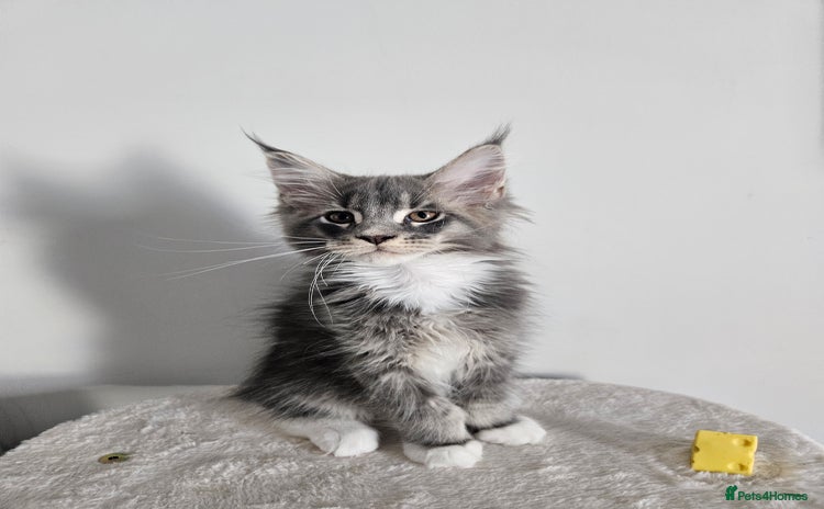 Maine Coon cats - Advert 15