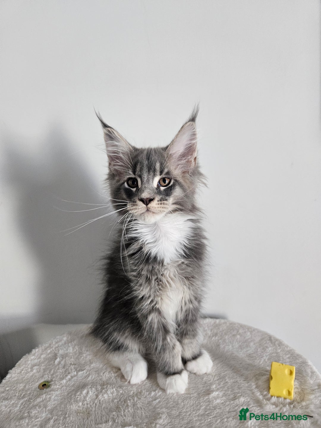 Maine Coon cats for sale: Maine coon male kitten  - Image 1