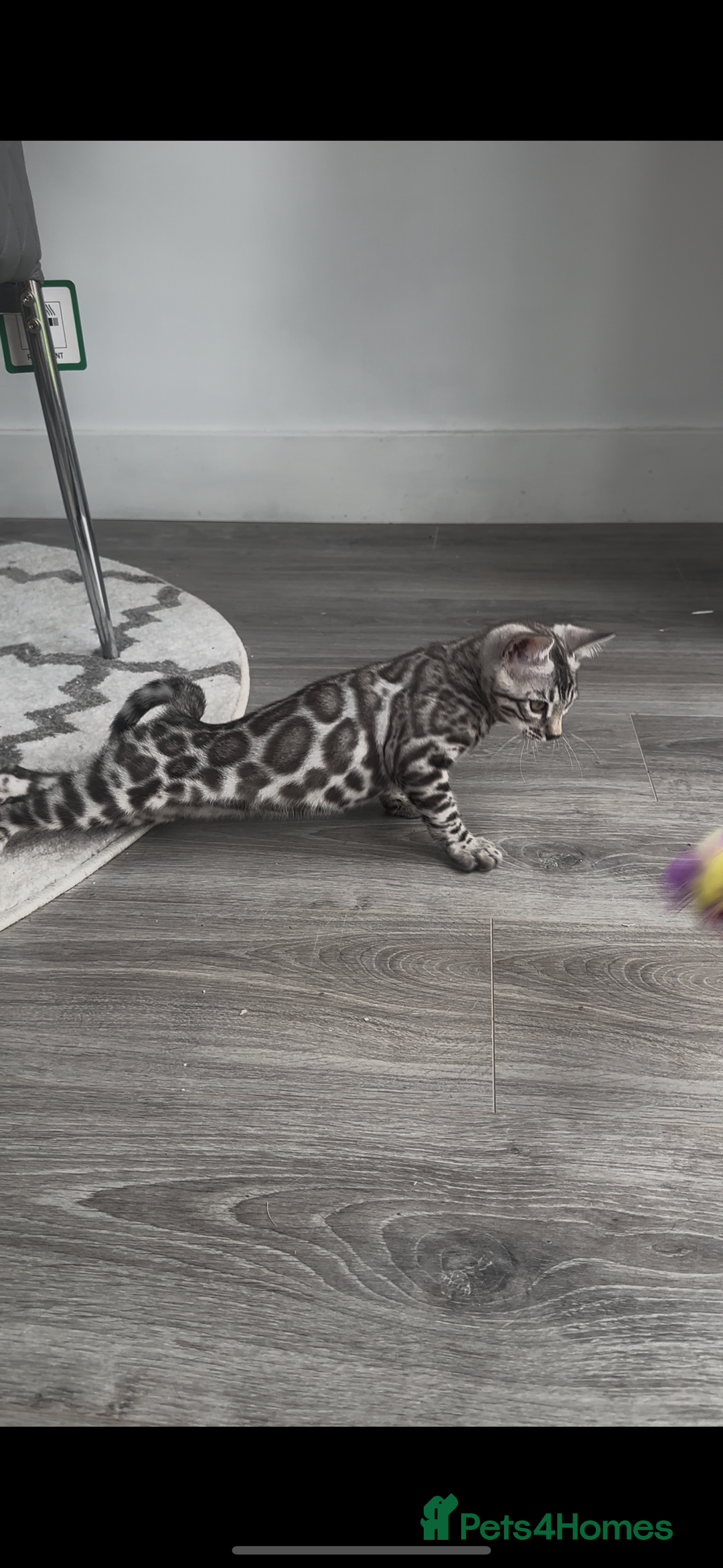 Bengal cats for sale: Breed quality silver bengal kittens 🐆💎🤍🩶🖤 - Image 25
