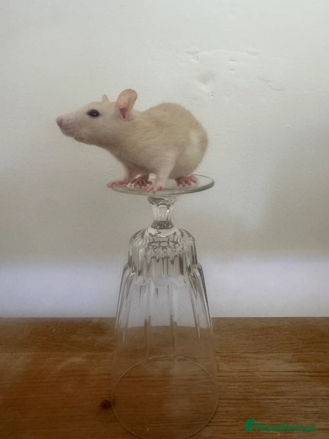 Rat rodents for sale: Dwarf Rats  - Advert 2