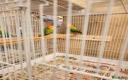 Lovebirds birds for sale:  PIED OPALINE AND GREEN OPA FOR SALE - Image 8