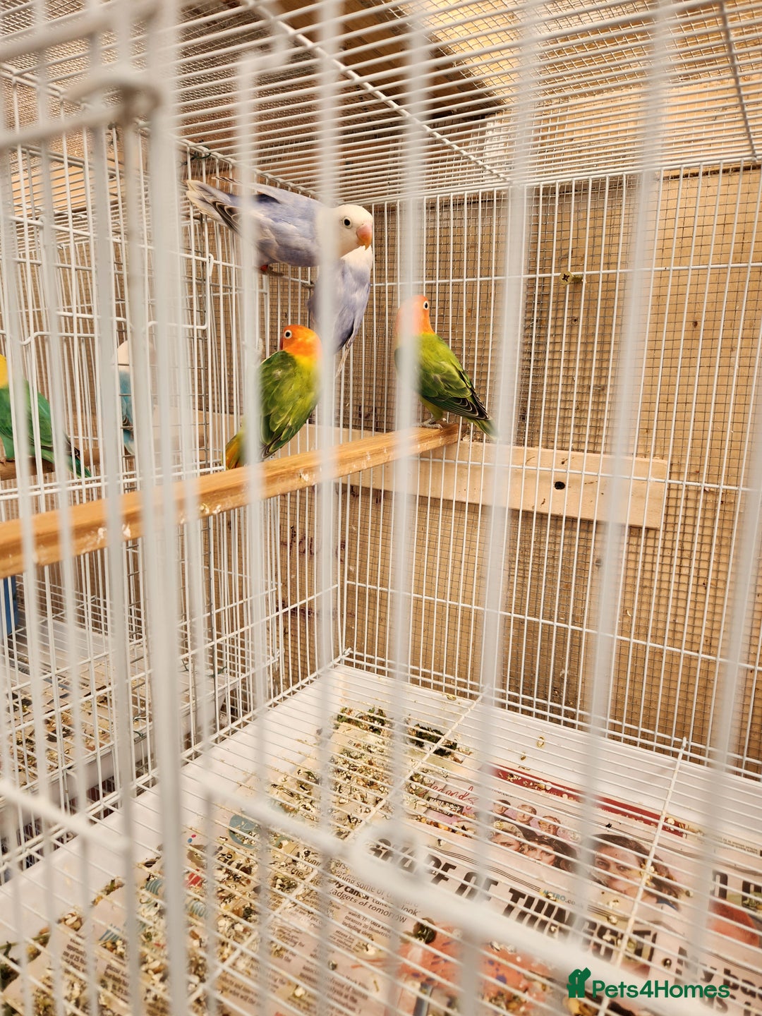 Lovebirds birds for sale:  PIED OPALINE AND GREEN OPA FOR SALE - Image 8