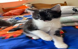 Mixed Breed cats for sale: beautiful kittens - Image 16