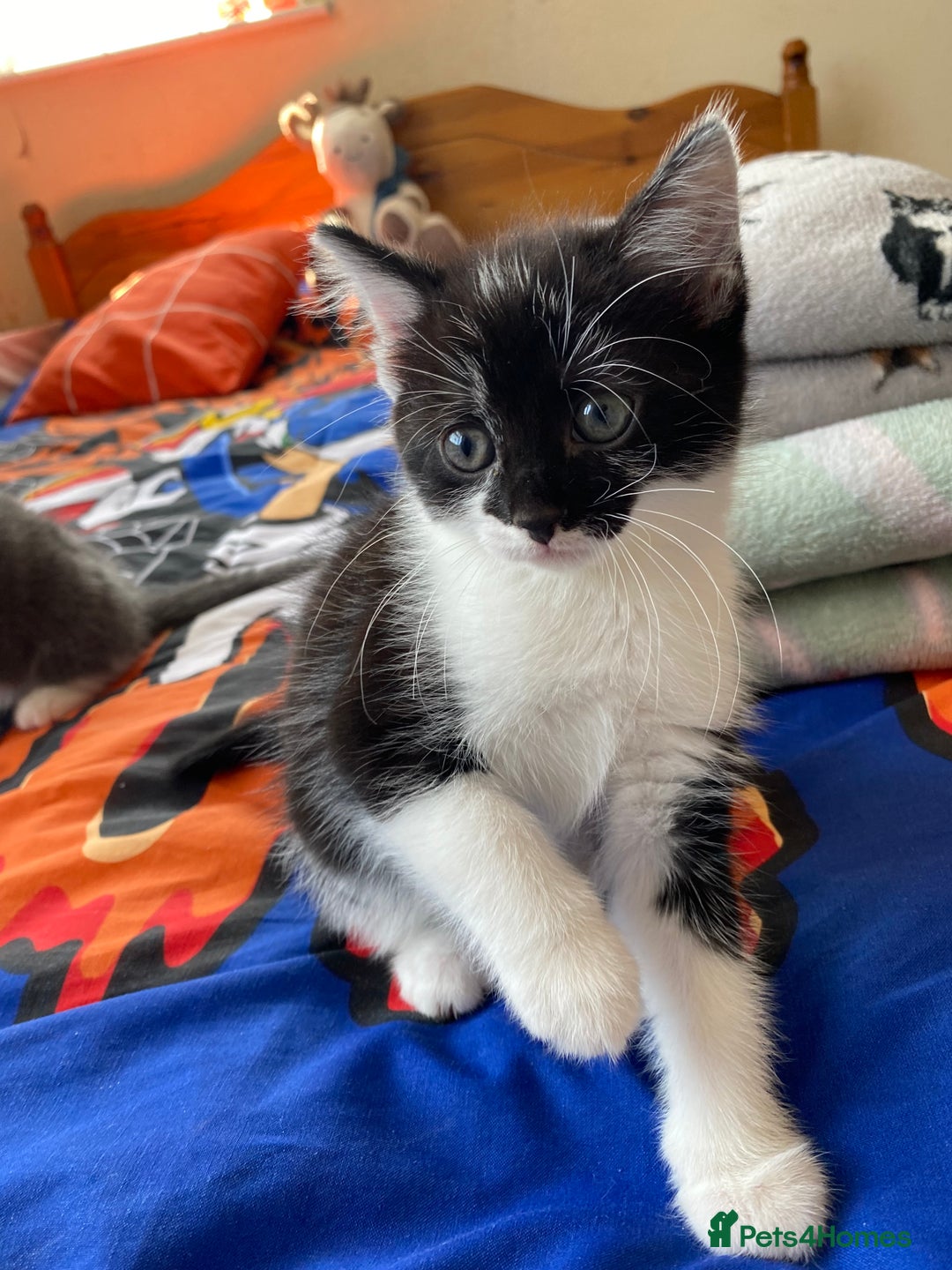 Mixed Breed cats for sale: beautiful kittens - Image 16