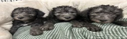 Bedlington Terrier dogs for sale: Top Quality CT Clear Bedlington Puppies - Advert 4