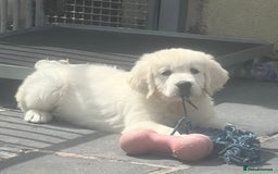 Golden Retriever dogs for sale: Stunning Puppies by Kezdek’s Golden Retrievers - Image 1