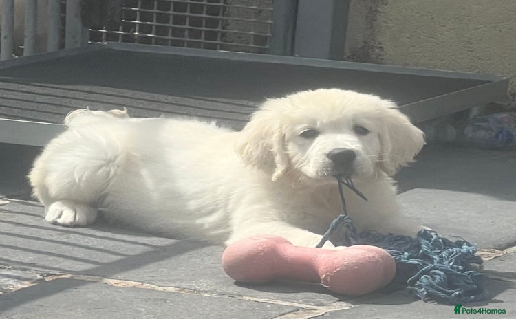 Golden Retriever dogs - Advert 8